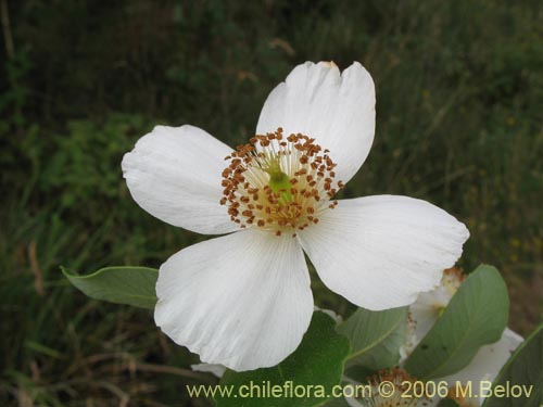 Image of Eucryphia cordifolia (Ulmo). Click to enlarge parts of image.